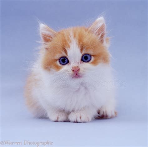 Pale Ginger Cat With Blue Eyes