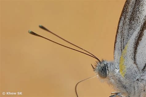 Butterflies of Singapore: The Butterfly Antennae