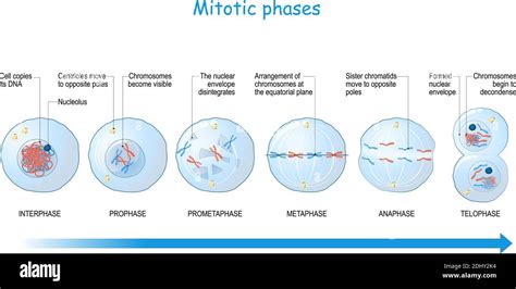 Stades de mitose de l'interphase, de la prophase et de la prométaphase ...