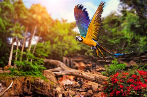 animals, Parrot, Birds Wallpapers HD / Desktop and Mobile Backgrounds