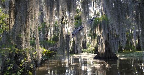 Guided swamp and bayou boat tour | musement