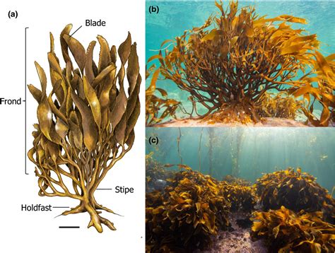 Disentangling the links between habitat complexity and biodiversity in ...