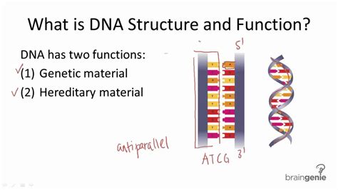 Dna Structure And Function