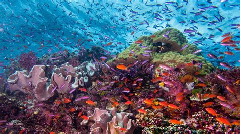 Rediscovering Fiji’s Coral Reefs - Coral Reef Alliance