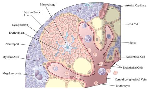 Bone Marrow- Types, Structure and Functions