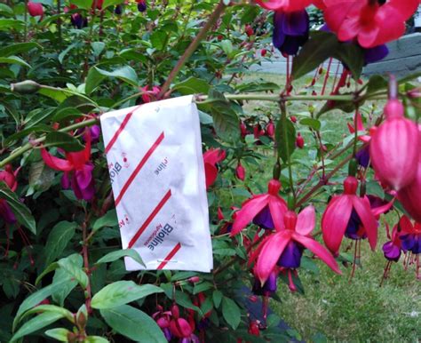 New Fuchsia Gall Mite Control - Green Gardener