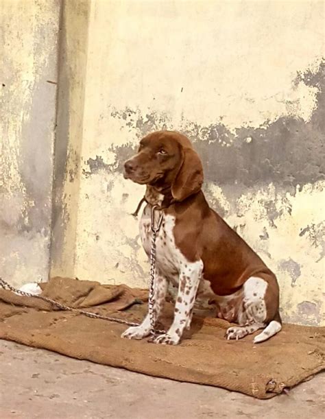 Bully Kutta Puppies For Sale | Amritsar, PB #68534