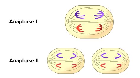 What is the difference between Anaphase, Anaphase 1, and Anaphase 2?