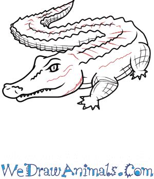 How to Draw a Realistic Alligator