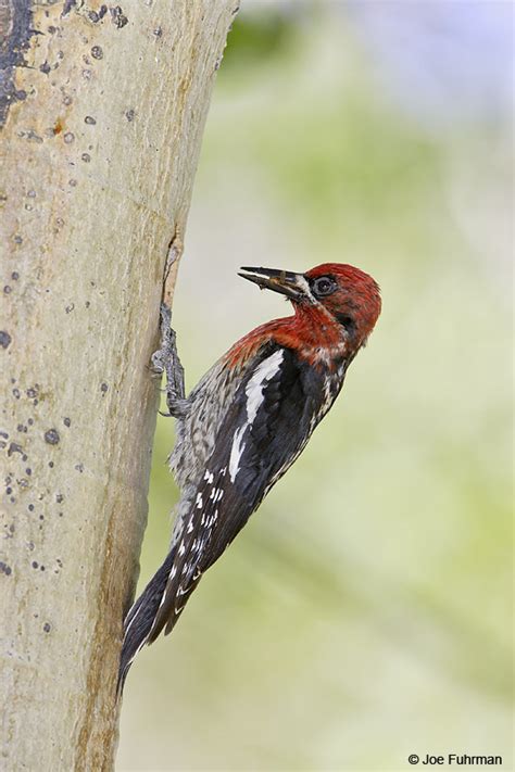 Red-breasted Sapsucker – Joe Fuhrman Photography