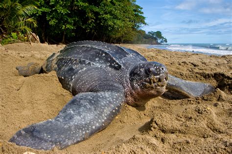 Leatherback Turtle — The State of the World's Sea Turtles | SWOT