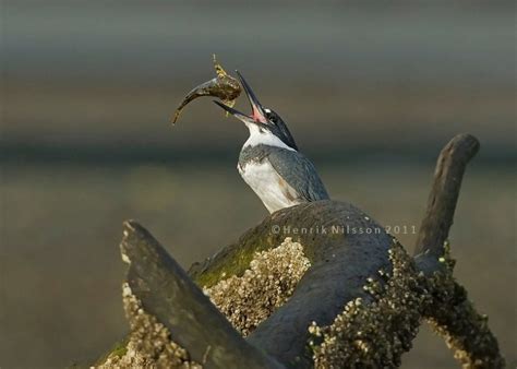 30 Wild Photographs of Animals Feeding – Stockvault.net Blog