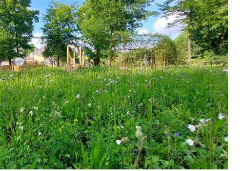 When & How to Cut a Wildflower Meadow — Lindum