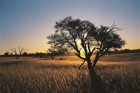 Plants and Animals of the Kalahari Desert | USA Today