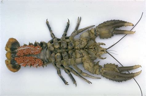 Largest Crayfish Species