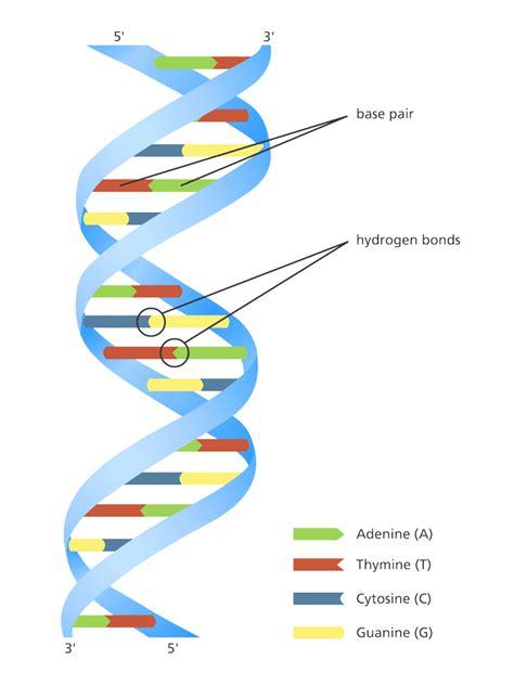 DNA Structure & Function: A Simple Guide for Beginners