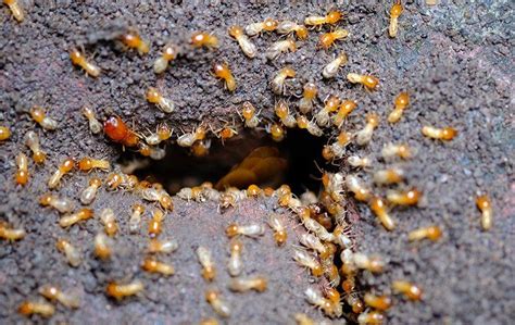 How To Protect Your Home From The Termites In Aiken