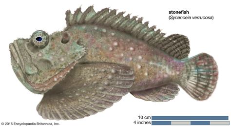 Stonefish | Venomous, Marine, Predators | Britannica