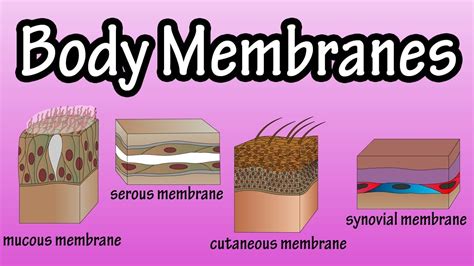 Mucous Membranes