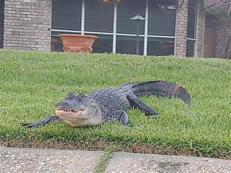 This dude came out of Bayou St. John for some sun : r/NewOrleans