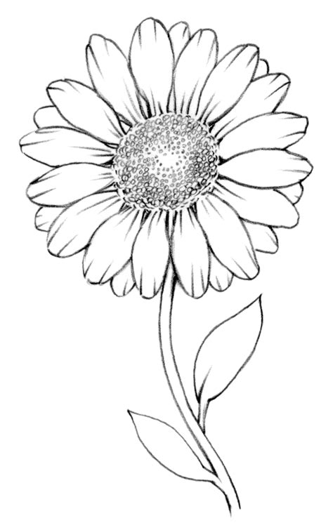 White Daisy Drawing at GetDrawings | Free download