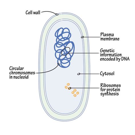 Wiring And Diagram: Labeled Simple Bacteria Diagram 6BC