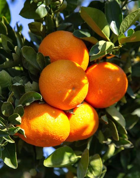 Clementine or mandarin orange trees - care, pruning and harvest