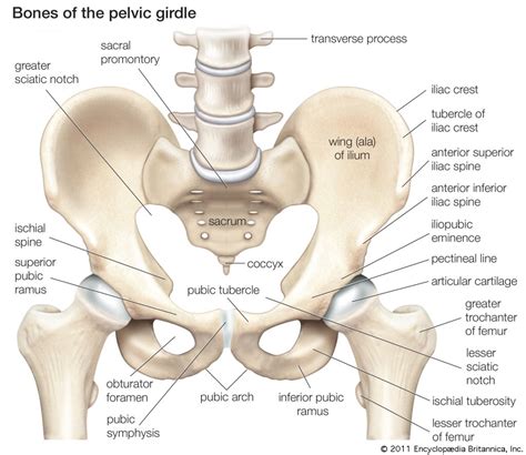 The Pelvic Girdle Anatomy