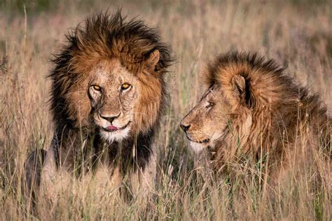 Real Life Lion 'King of the Serengeti' Dies in Africa