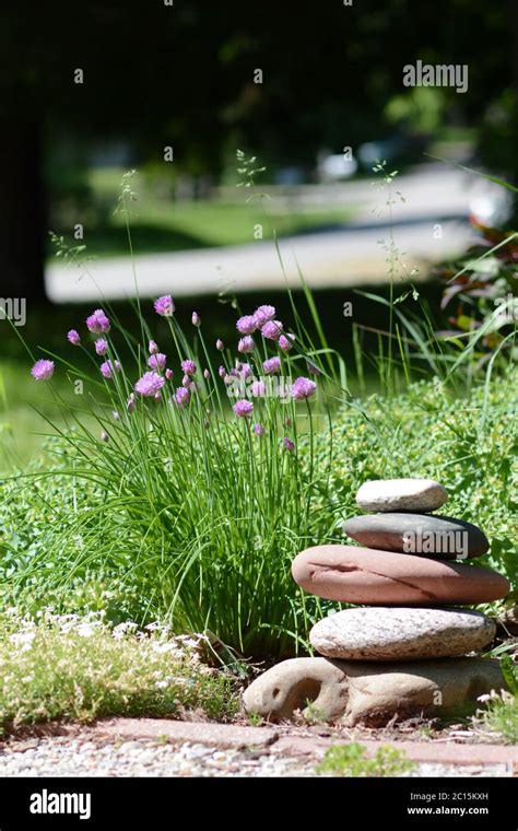 Chives (herb) growing in a garden. Chive blooms. Beautiful garden. Herb ...