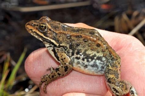 Columbia Spotted Frog (Great Basin DPS) (Rana luteiventris pop. 3 ...