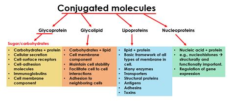 What are Conjugated Molecules in Biology? Glycoprotein, Glycolipid ...