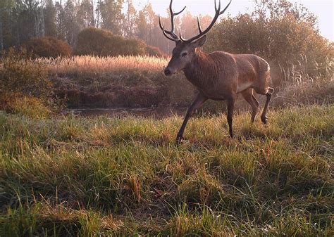 Wildlife in the Chernobyl Exclusion Zone: Bears, Wolves and Rare Horses ...