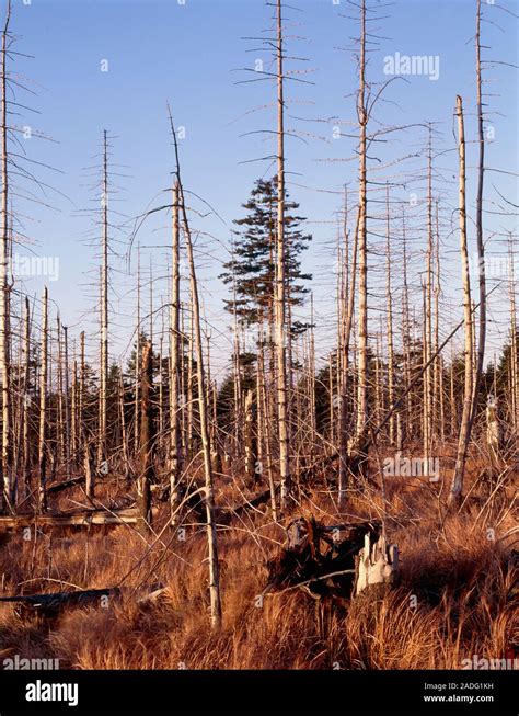 Forest destruction by acid rain. View of woodland devastated by the ...