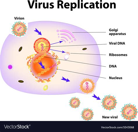 Virus replication cycle Royalty Free Vector Image