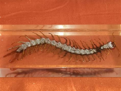 What species of centipede is this? : r/whatisthisbug