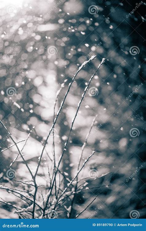 Falling snow at night stock photo. Image of beautiful - 89189790