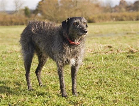 Lurcher Breed Info, Temperament, Puppies, Care, Training, Pictures