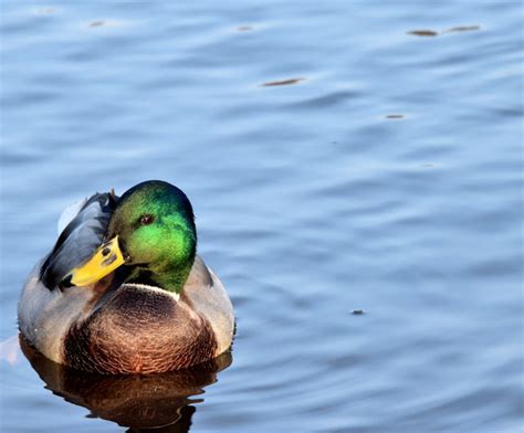 Mallard, River Lagan, Belfast - November... © Albert Bridge :: Geograph ...