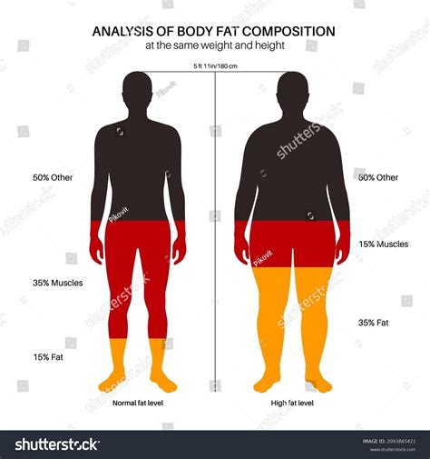 Body Fat Muscle Percentage Overweight Normal Stock Vector (Royalty Free ...