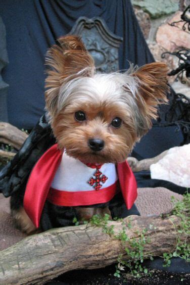 10 Costumes That Prove Yorkshire Terriers Always Win At Halloween