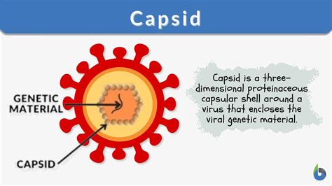 Capsid Definition and Examples - Biology Online Dictionary