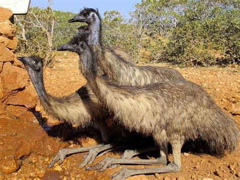 Australia Is Home to Some Seriously Strange-Looking Animals – Fodors ...