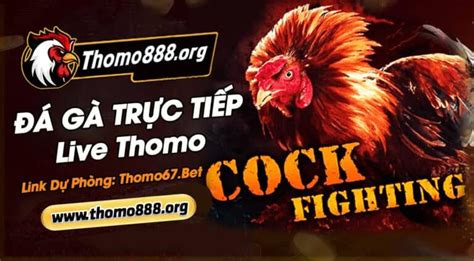 THOMO888 | Xem Đá Gà Trực Tiếp | Độc Quyền Đá Gà Thomo