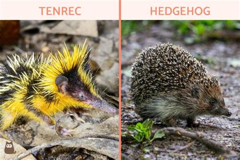 Tenrec Animal Characteristics, Habitat and Care With Photos