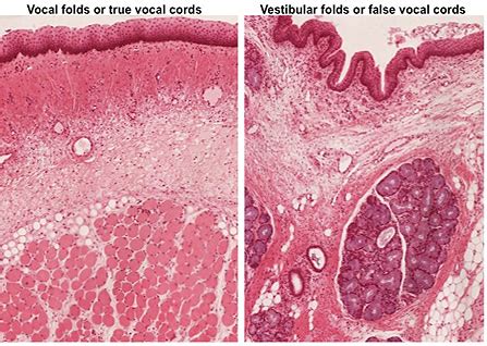 Larynx Histology