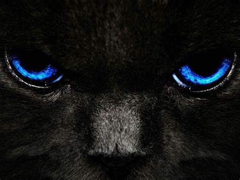 🔥 Free download Black Cat Blue Eyes Wallpapers [1600x1200] for your ...