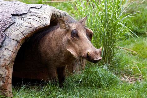 Common Warthog - Zoo Atlanta