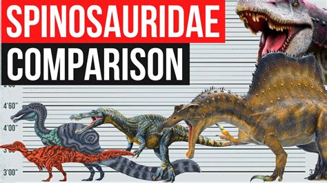 Spinosauridae Size Comparison | Spinosaurus, Suchomimus, Oxalaia ...