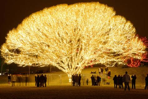 Joseph Smith’s First Vision in “Lehi’s” Vision of the Tree of Life ...